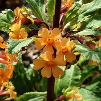Primula aurantiaca